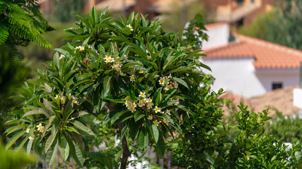 plumeria flower tree with white blossoms