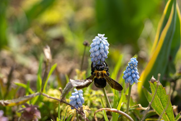 花(ムスカリ)とクマバチの写真