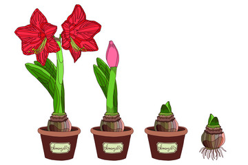 Vector illustration. Amaryllis growth stages. Hippeastrum in a pot. Bulb, sprout and amaryllis flower. Red flower in a pot. Elegant spring illustration.