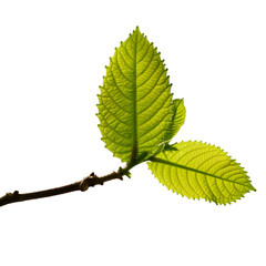 green tree branch isolated on white background