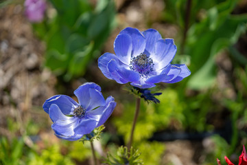 アネモネの写真