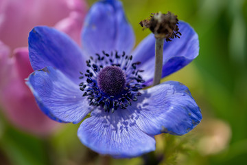 アネモネの写真