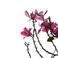 Pink flowers blossom against clear blue sky background