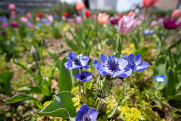 アネモネの写真