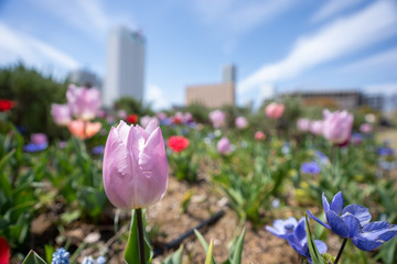 チューリップの写真