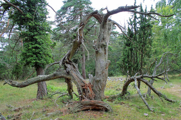 Bäume im Trollpark auf Öland in Schweden