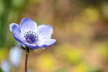 アネモネの写真