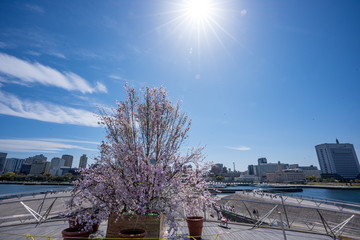 青空と桜の写真