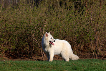 White German Shepherd
