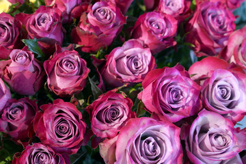 Valentines day background with pink roses. Selective focus