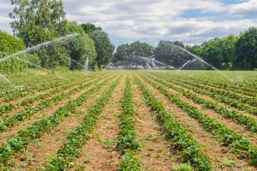 Fototapeta na wymiar Irrigation of a strawberry field on a hot summer day