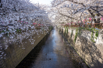 桜の写真