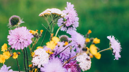 Summer bouquet. Decorative garden flowers. Violet yellow blooming plants on green background.