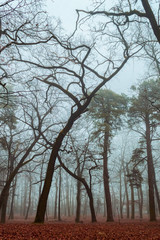 Old asphalt road in autumn park with trees in the fog.