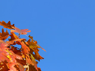 Autumn greeting card with blue background and yellow autumn branches. Copispeses for the inscription. Yellow autumn leaves on the branches of a tree against the blue sky