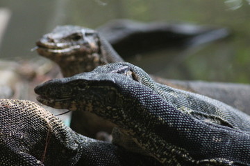 Koh Phangan Island, Surat Thani, Thailand