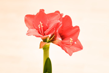 Blooming Red Amaryllis isolated on background