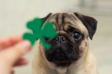 St. Patrick's Day dog pug with blurred paper green clover