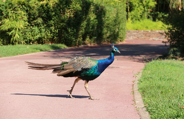 peacock walking freely in a park