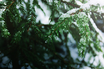 Fresh green coniferous branches with needles are covered with melted white snow and water drops in the spring during the daytime. Place for text. Forest background