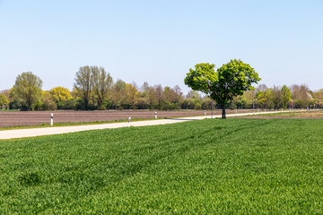 Obraz premium Tree in the shape of a heart. Surrounding area of Munich, Germany