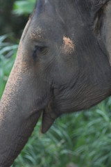 Fototapeta premium Koh Phangan Island, Surat Thani, Thailand