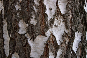 Birch trunks in black and white image