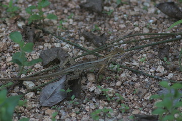 Koh Phangan Island, Surat Thani, Thailand