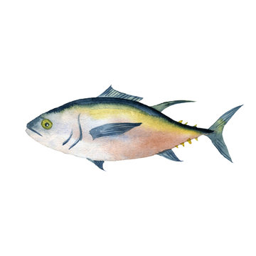 watercolor drawing fish, tuna