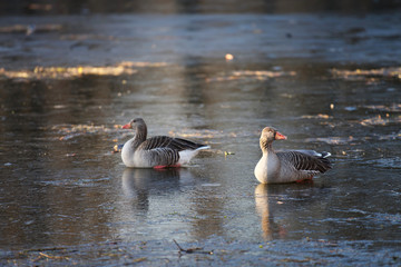 Greylag goose (Anser Anser) sleeping on a frosted lake