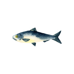herring, watercolor drawing fish