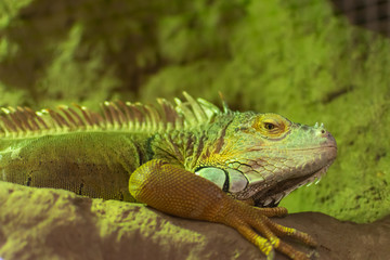 Green iguana, (iguana iguana), head portrait
