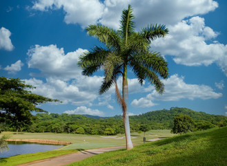 A palm tree on the edge of a tropical golf course