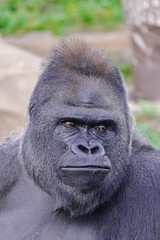 adult male of Western Lowland Gorilla, (gorilla gorilla gorilla) face portrait
