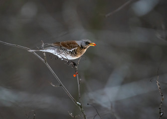 Fieldbird eating rowan berry on a branch
