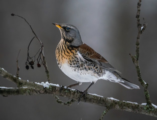 Fieldbird eats sitting on a rowan branch