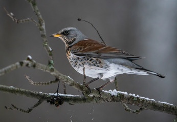 Fieldbird eats sitting on a rowan branch