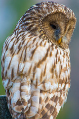 Owl