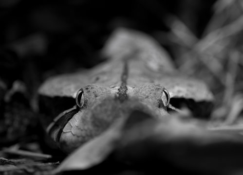 Snake