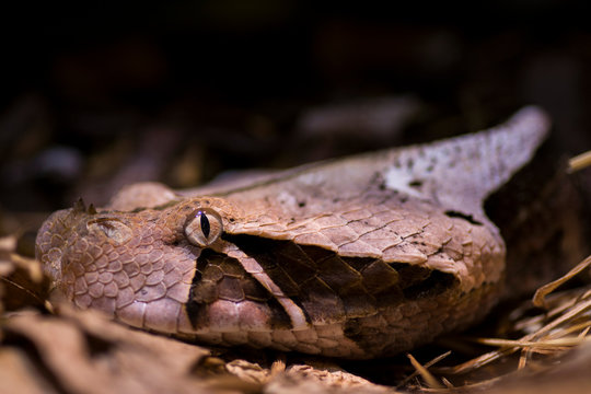 Viper