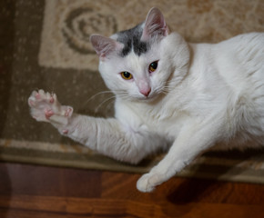 Young white cat waves its paw at the camera