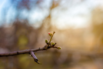 Pink almond tree flowers, against a blurred white blue sky, a gorgeous spring bloom. Spring border or background art with pink blossom,