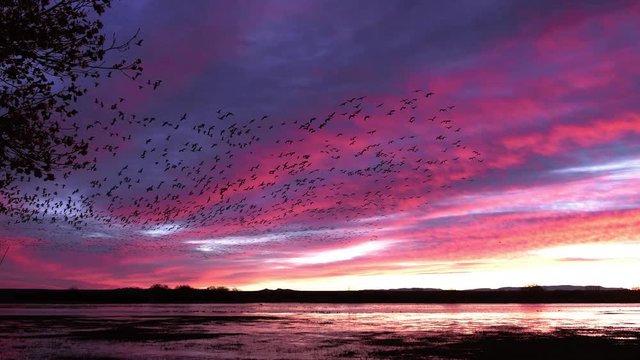 Snow Goose Flock blast off at dawn in Bosque Del Apache National Wildlife Refuge
