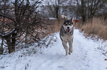 The dog runs towards the snow