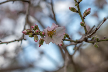 Pink almond tree flowers, against a blurred white blue sky, a gorgeous spring bloom. Spring border or background art with pink blossom,