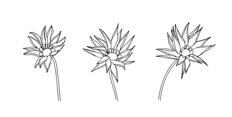 Abstract gatzania outline flowers set. Vector stylized sketch decorative hand drawn illustration. Black isolated doodle image on white background