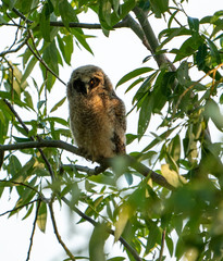 Gray owl chick on tree branches