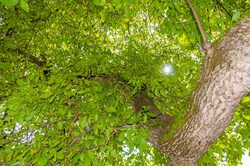 Baum mit grünen Blättern