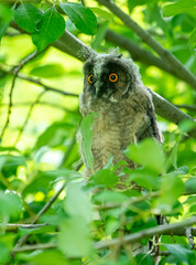 A long-eared owl sits on tree branches