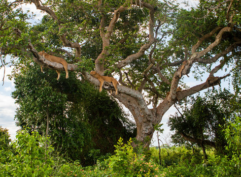 Tree Climbing Lion Family. Free Wild Lions Are Resting And Sleeping While Lying On A Big Tree In The Ishasha Sector Of The Queen Elizabeth National Park, Uganda